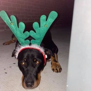 Meet your Posher, Nicky